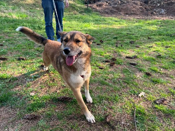 Anais, la nostra splendida lupetta Foto 4